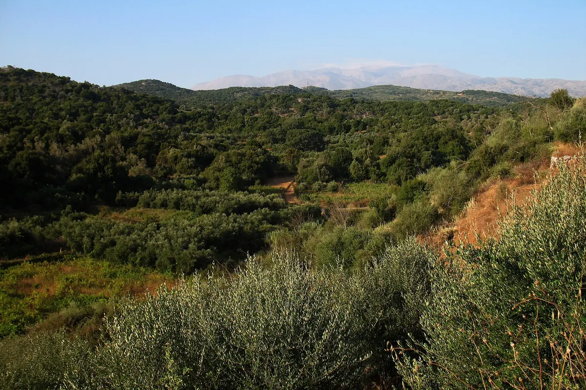 Olive trees and wooded hills in Crete, with the high snow-streaked mass of Mount Ida on the horizon under a pale blue sky