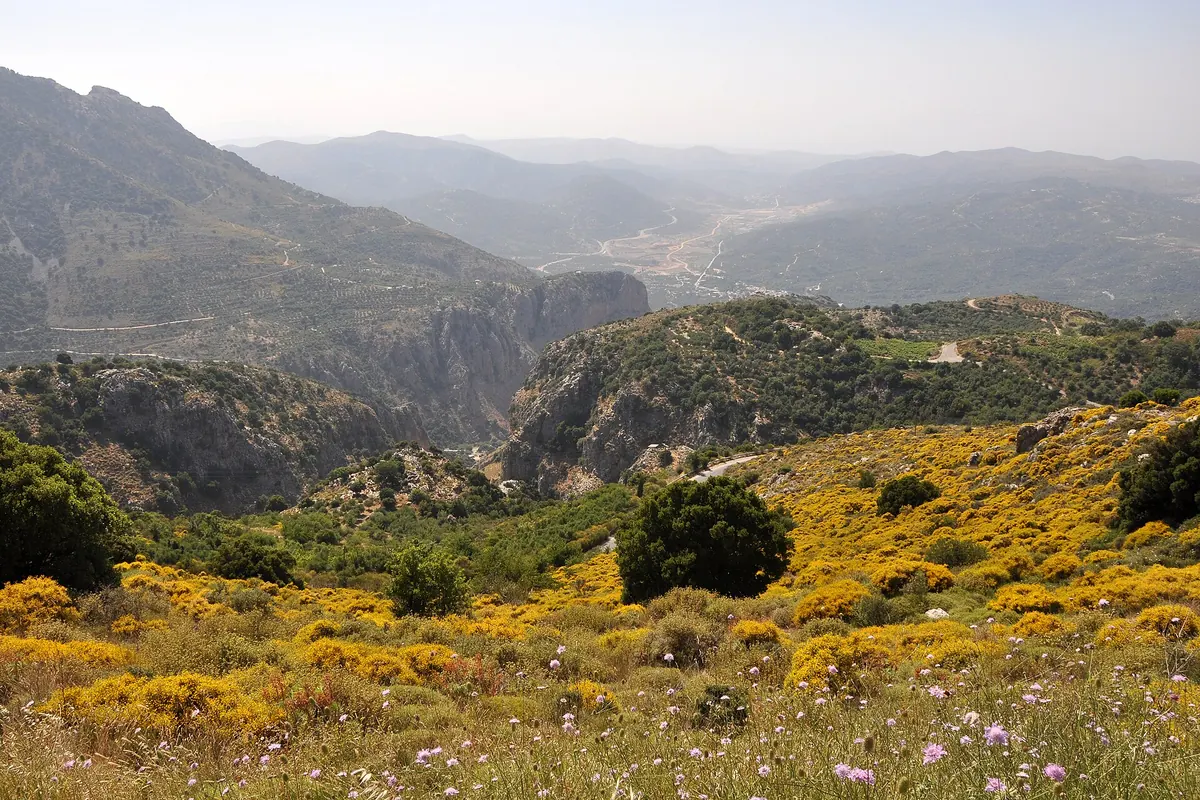 A hillside in the Cretan interior covered in yellow broom and wild flowers, with a rocky gorge and layered mountains behind